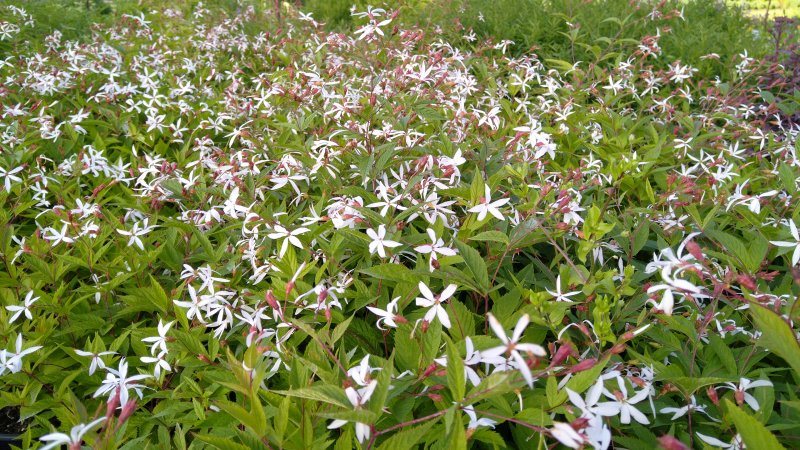 Gillenia trifoliata Гилления трёхлистная